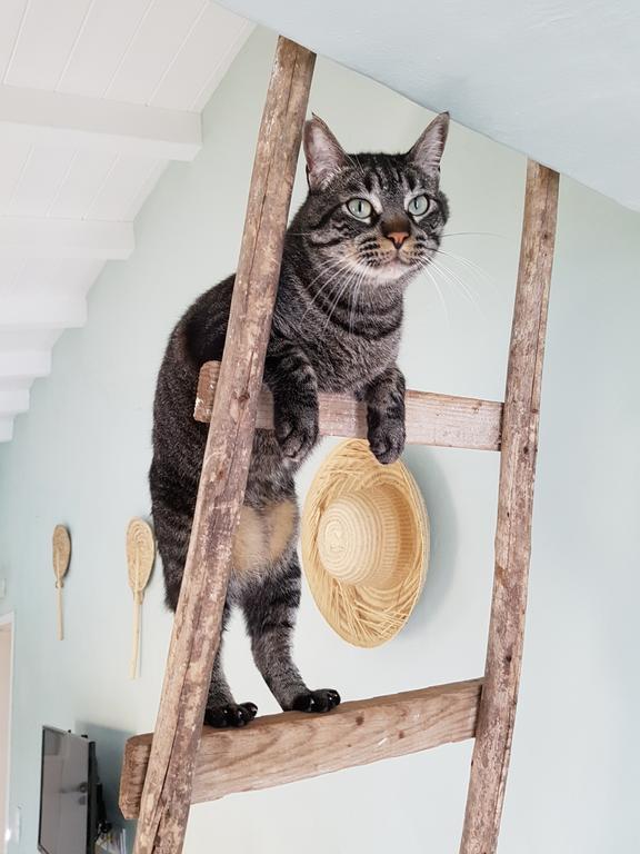 Gato Preto De Silves - Adults Only Bed and Breakfast Buitenkant foto