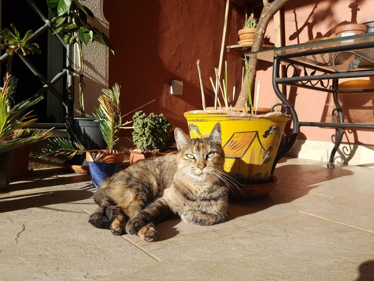 Gato Preto De Silves - Adults Only Bed and Breakfast Buitenkant foto